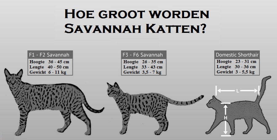 Grootte Savannah Kat