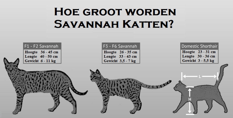 onder politicus Definitief Savannah Kat | Alles wat je moet weten over de Savannah Kat