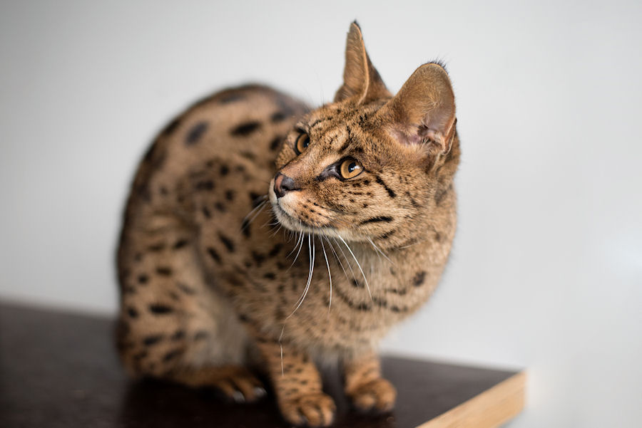 Savannah F1 Ayoka