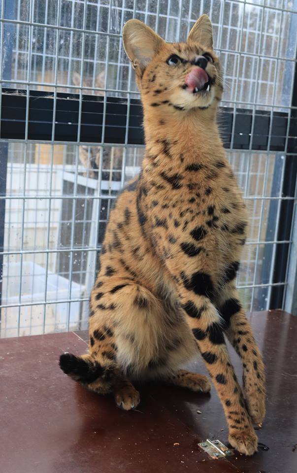 Savannah Kat F1