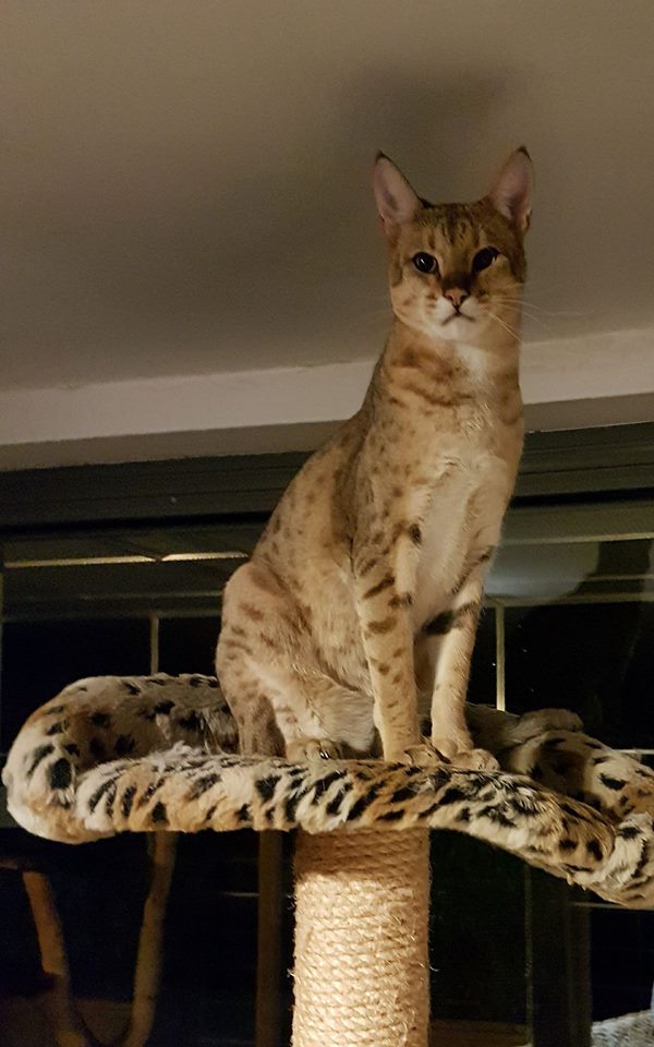 Savannah Kat F3
