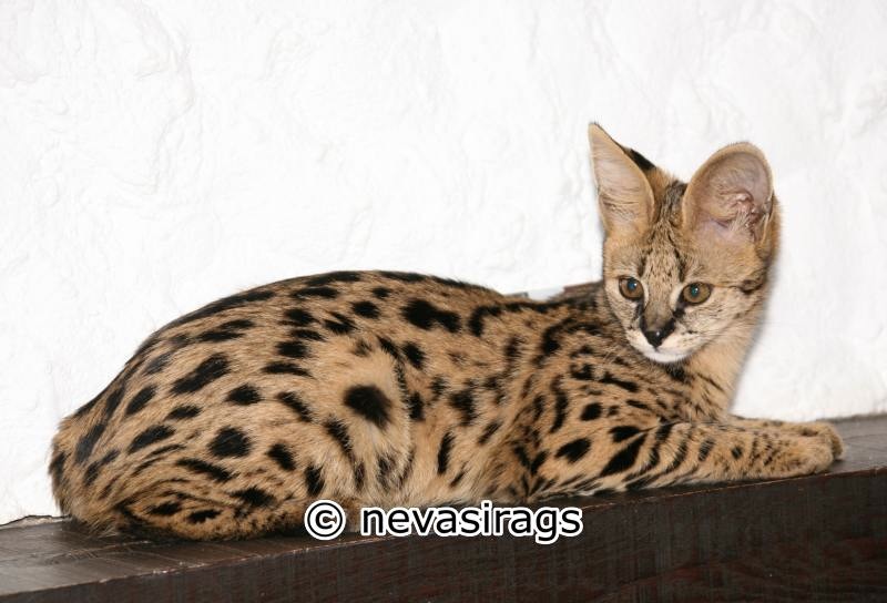 volwassen savannah katten | reserveren | nevasirags