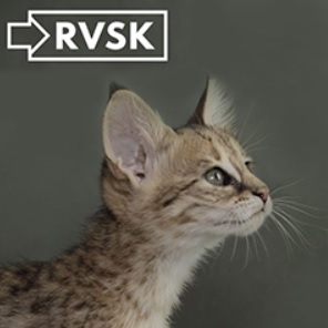 Rasvereniging Savannah Kat - RVSK